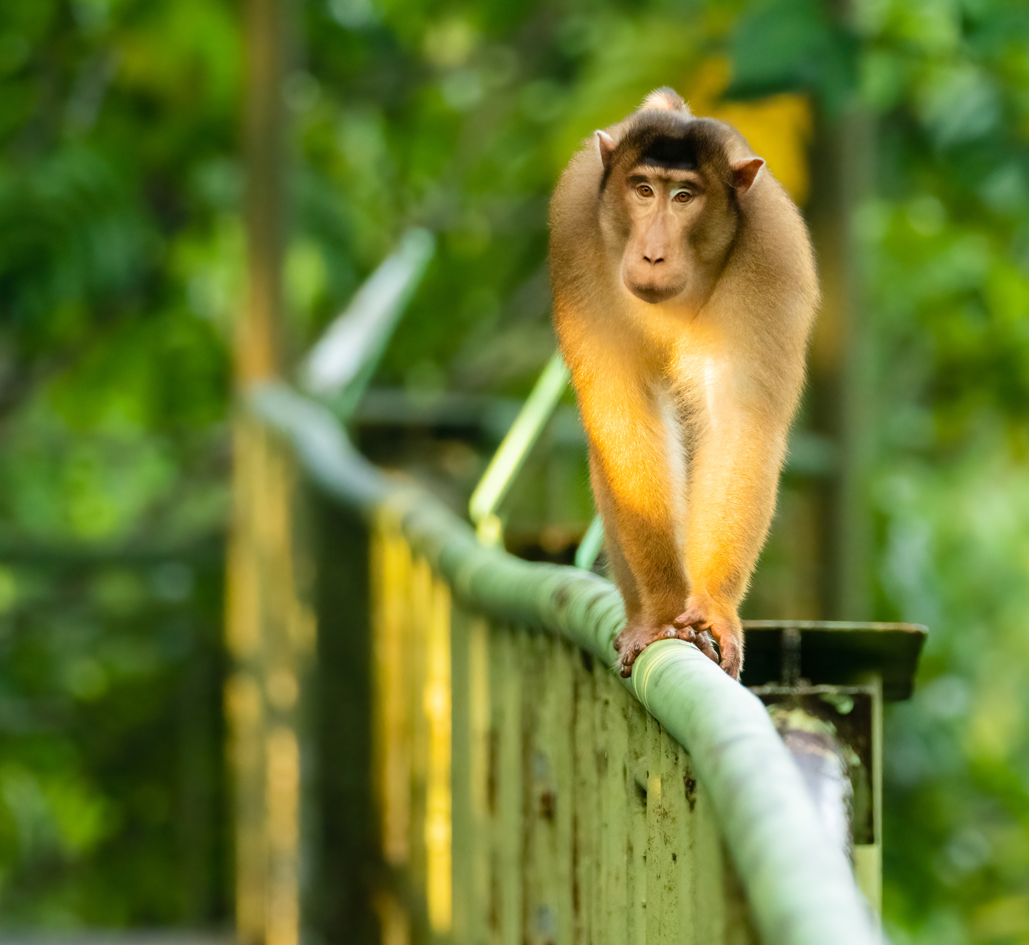Sepilok Forest Reserve And MY Nature Resort